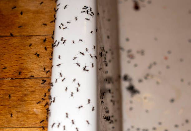 Best Local Pest Control Services  in Ballston Spa, NY